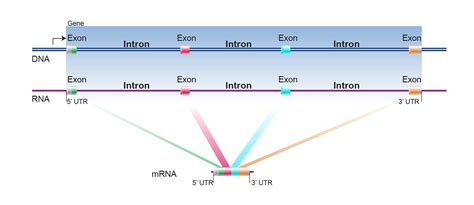 Identifying and understanding EML4-ALK variants and TP53 mutations to ...