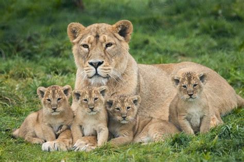 Fota Wildlife Park announces birth of four endangered lion cubs ...