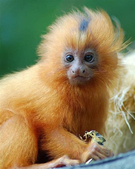 Baby golden lion tamarin | Golden lion tamarin, Animals wild, Animals