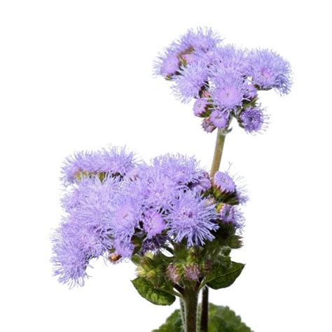 AGERATUM - Flowers We Love - Flower.Style Magazine