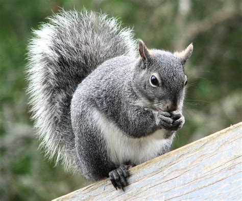 Western Gray Squirrel (Animal Tracks and Signs by Beartracker Wildlife ...