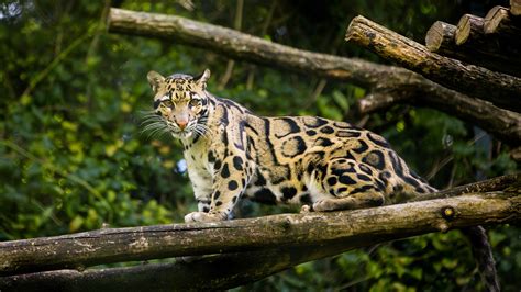 Clouded Leopard Information, Facts, Habitat, Adaptations, Baby, Pictures