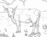 top 15 Free Printable cow coloring Pages Online  sketch template