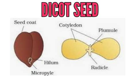 Structure of DICOT seed in detail - YouTube