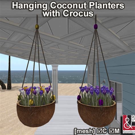 Hanging Coconut Planters with Crocus | Our prize for 'Spring… | Flickr