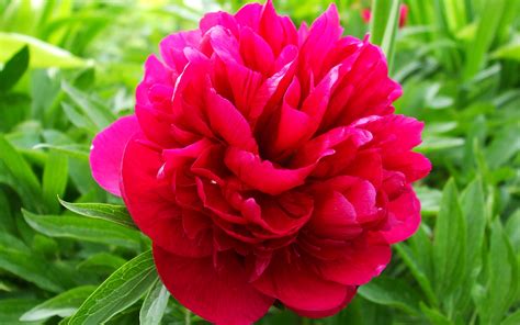 🔥 [40+] Peony Desktop Wallpapers | WallpaperSafari