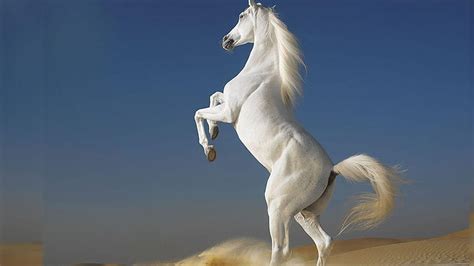 Best - White Horse Jumping ,, Horses Jumping HD wallpaper | Pxfuel