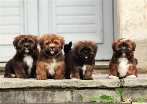 15 Photos Of Lhasa Apso Puppies That Make Everyone's Heart Melt ...