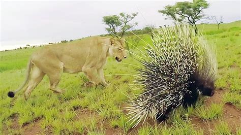 Curiosity Quilled The Cat: Lioness vs Porcupine