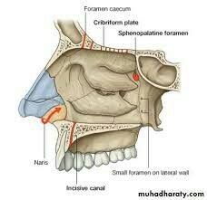 Gateways of the nasal cavity Cribriform plate Foramen cecum Sphenopalatine foramen Incisive ...