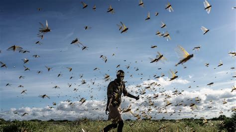 The other plague: Locusts are devastating East Africa | International Rescue Committee (IRC)