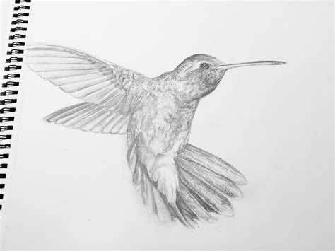 Hummingbird I drew with pencil. Accidentally outside of the frame. Any suggestion? : r/learnart