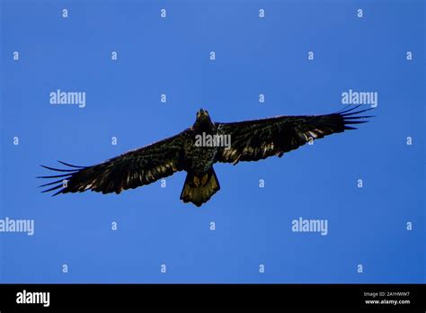 Juvenile bald eagle flying Stock Photo - Alamy