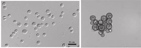 Light Microscope Image of Chlorella vulgaris | Download Scientific Diagram