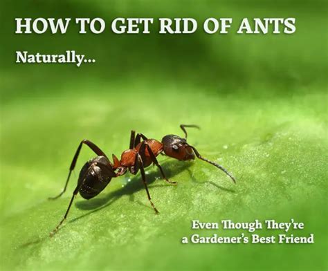 How Do You Get Rid of Ants Naturally?