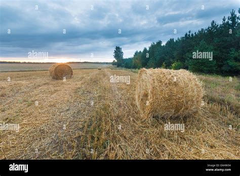 Straw bales on field under cloudy sunset sky. Polish rural landscape ...