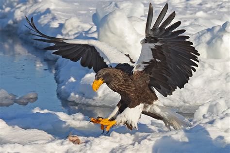 Steller's Sea Eagle | Animals Wiki | Fandom