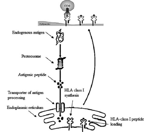 Human leukocyte antigen (HLA) | Download Scientific Diagram