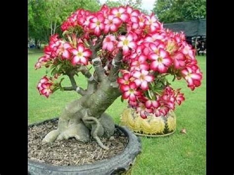 desert rose bonsai tree care - YouTube