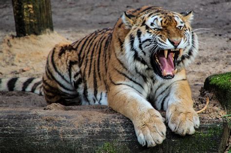 Tiger Predator Animal - Free photo on Pixabay