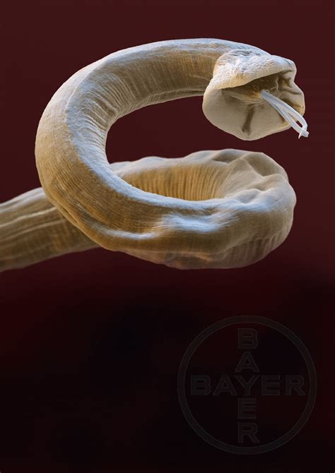 Angiostrongylus vasorum (lungworm)