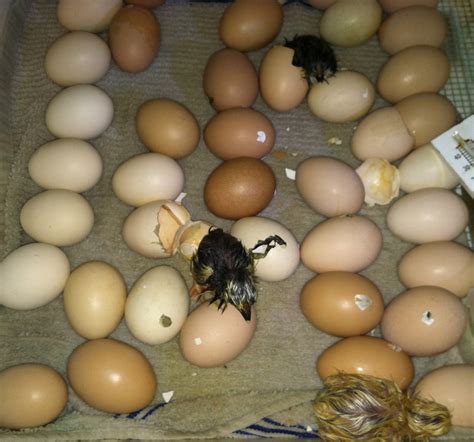 Nancy Nolan's Kindergarten: Hatching Baby Chicks!