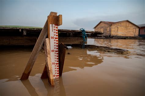 Amazon tragedy as endangered river dolphins die in hot water - Whale ...