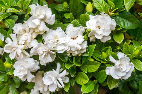 How To Grow And Care For Gardenias