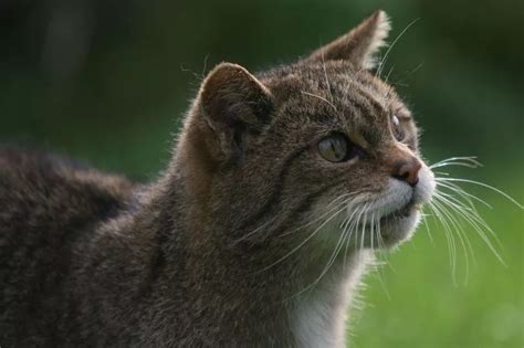 All the big cats which could be 'spotted' in the wild in the UK - North Wales Live