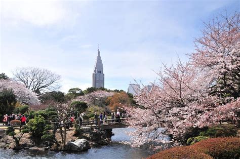 Shinjuku Gyoen and Cherry blossom. | Visit tokyo, Enjoy nature, Ueno park