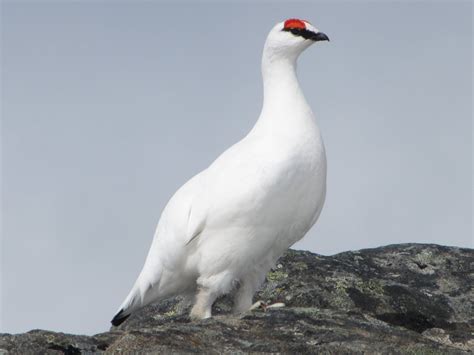 Rock Ptarmigan3 – Animal Place