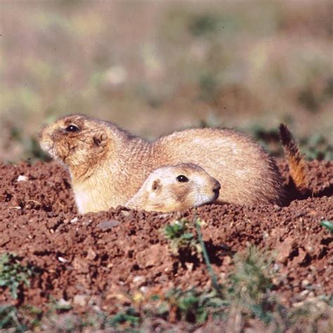 Wildlife - Scotts Bluff National Monument (U.S. National Park Service)