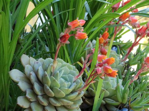 Growing Succulents In The Shade: Shade Tolerant Succulents For Garden