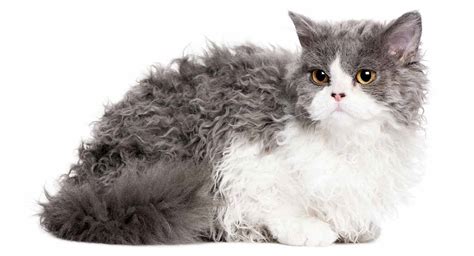 Selkirk Rex Cat Breed Information Center - A Complete Guide