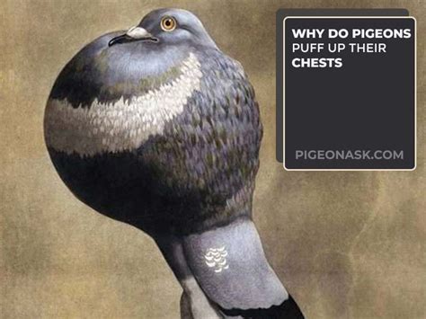 Why Do Pigeons Puff Up? - Pigeon Ask