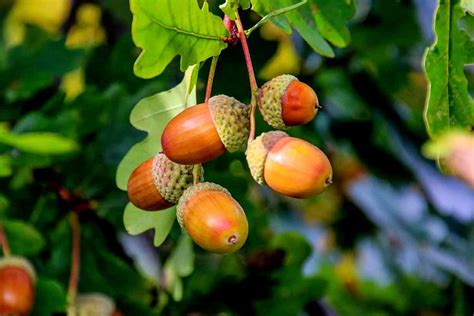 Can You Eat Acorns and Are They Nutritious? - Nutrition Advance