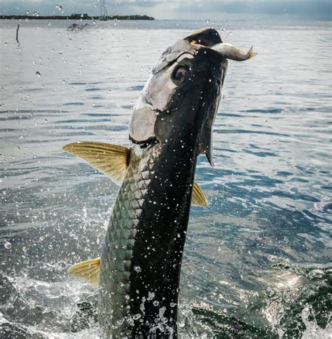 Fishing for Atlantic Tarpon in Key West | Fish Key West