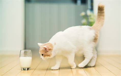 Cat Approaching Milk wallpaper | 1920x1200 | #12016