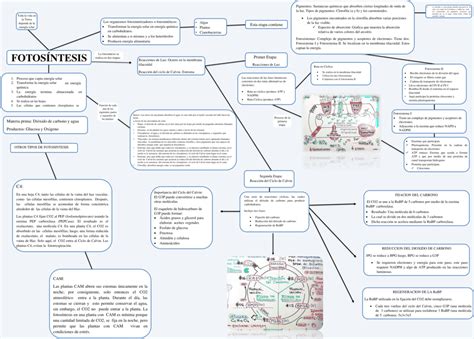 Mapas conceptuales de la Fotosíntesis 【Descargar】