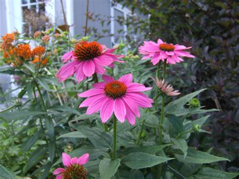 Perennials For Cut Flowers - Flowers For A Cutting Garden | HGTV