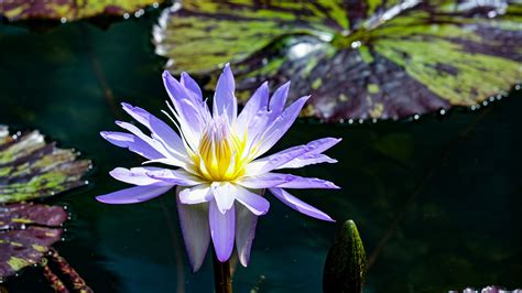 Download wallpaper 3840x2160 blue lotus, lotus, flower, pond, petals 4k uhd 16:9 hd background