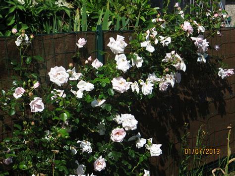 Climbing rose planted last spring | Rhian | Flickr