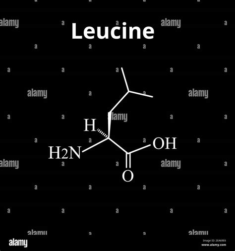 Amino acid Leucine. Chemical molecular formula of amino acid leucine. Vector illustration on ...