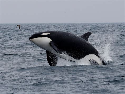 Guy Eaten By Killer Whale