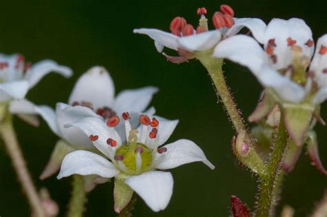 Plant of the Month - California Saxifrage