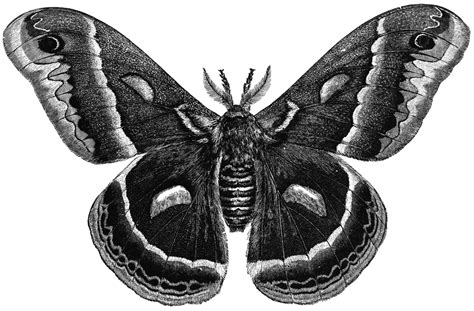 Cecropia Moth | ClipArt ETC