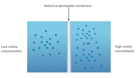 Plasma membrane is aA. PermeableB. Selectively permeableC. ImpermeableD. Semi-permeable