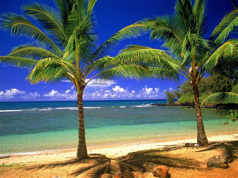 Palm Tree Island Wallpapers - Top Free Palm Tree Island Backgrounds ...