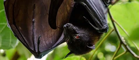 Bats - Scary or Cute - Organic Plant Care LLC - NJ, PA