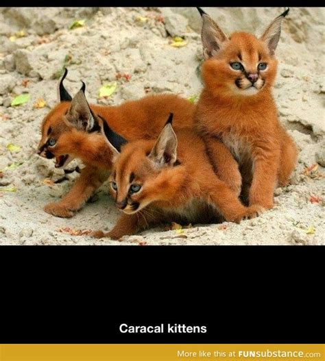 Caracal kittens - FunSubstance